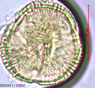 Schinopsis haenkeana - lame n° 29455